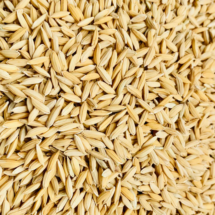 Paddy